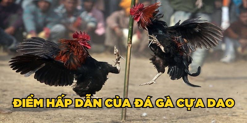 Điểm hấp dẫn của đá gà cựa dao